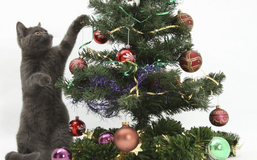 Árvores de Natal e Pets