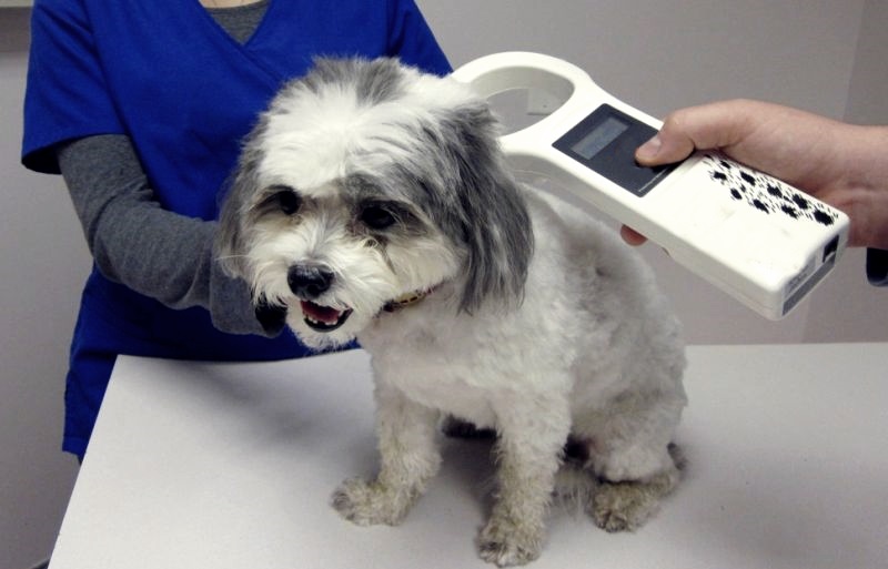 Cachorros microchipados Clearance