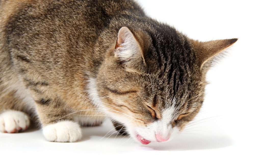 Vômito em Cães e Gatos – O que Fazer Quando os Pets Vomitam