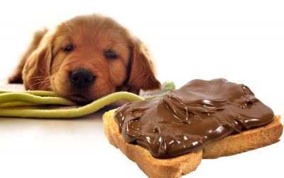 Você sabia que ingerir chocolate pode matar seu cão?