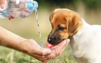 Cuidado com o calor! Ele pode matar seu Pet