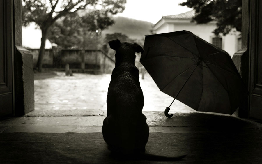 Por que os cães tem medo de chuva?