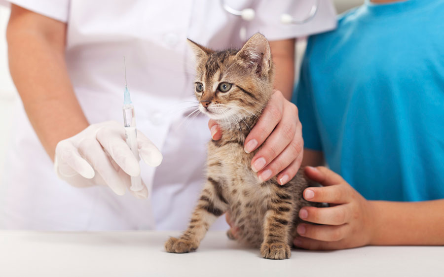 Conheça as Vacinas Essenciais à Saúde do Seu Gato