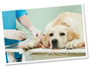 procedimento-veterinario-de-emergencia