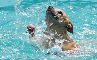 Calor e Piscina: Como Agir com Cães e Gatos