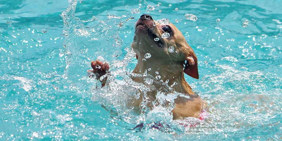 Calor e Piscina: Como Agir com Cães e Gatos