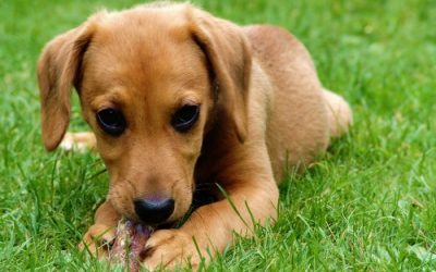 Coprofagia: Hábito de comer as próprias fezes. O que isso pode trazer de problemas e o que pode ser feito?