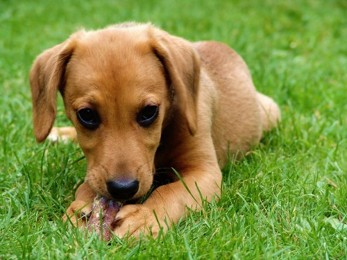 Coprofagia: Hábito de comer as próprias fezes. O que isso pode trazer de problemas e o que pode ser feito?