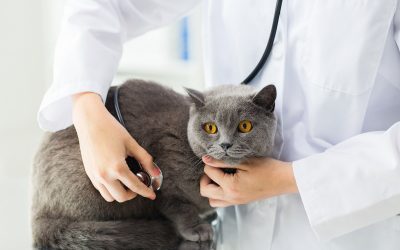 Check-Up em Animais de Estimação