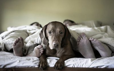 É saudável dormir com animais de estimação?