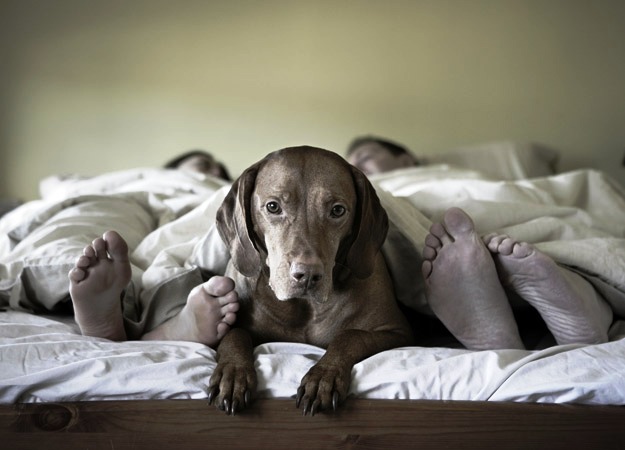 É saudável dormir com animais de estimação?