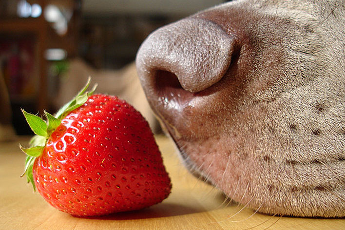 Meu Pet pode comer frutas?