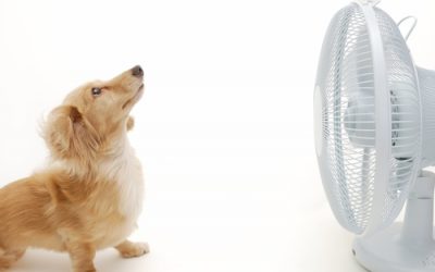 Cães no Verão – Cuidado com o Calor!