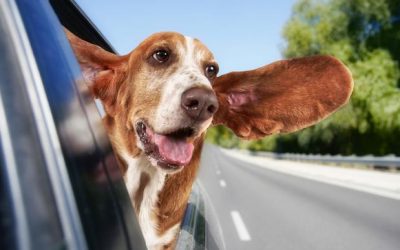 Perigos dos Passeios de Carro no Verão