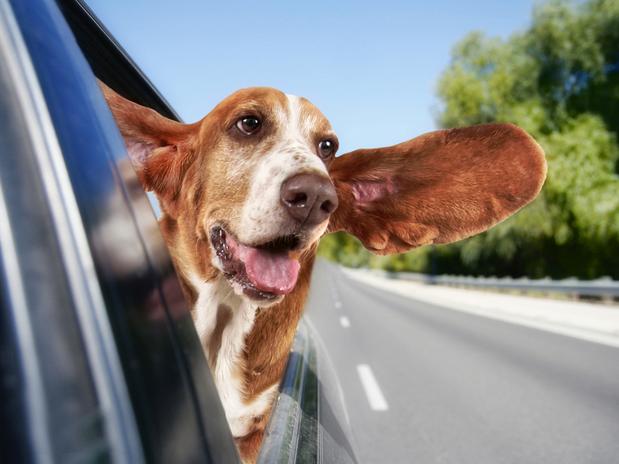 Perigos dos Passeios de Carro no Verão