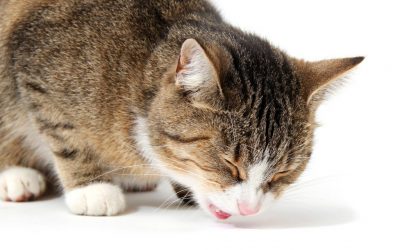 Vômito em Cães e Gatos – O que Fazer Quando os Pets Vomitam