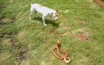 ﻿Picada de Animais Peçonhentos em Cães e Gatos