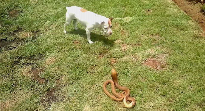 ﻿Picada de Animais Peçonhentos em Cães e Gatos