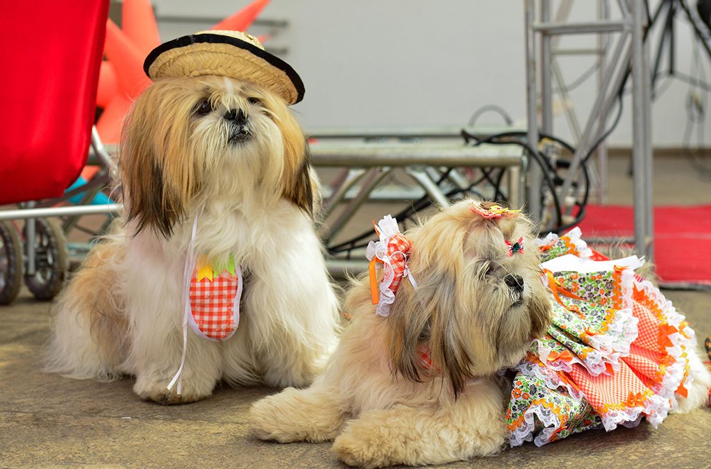 7 dicas para levar cães em Festas Juninas