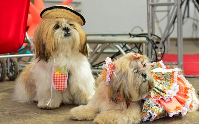 7 dicas para levar cães em Festas Juninas